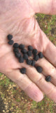 Organic Black Butte Chickpeas close-up