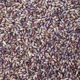 Organic Purple Prairie Barley®, Semi-Pearled